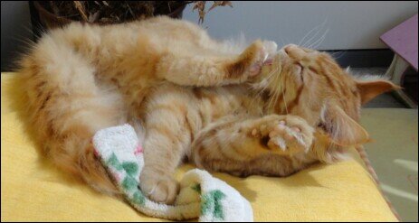 Rote Main Coon Katze, stolzer Kater putzt sich