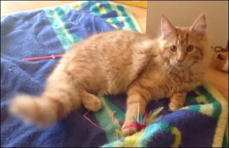 Kater Kimba, Roter Main Coon, Katze, nordamerikanischer Waldkater, Waldkatze aus dem Bundesstaat Main in Amerika