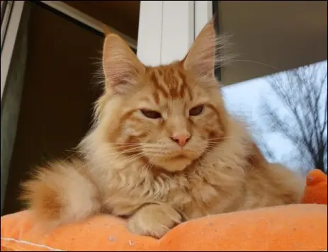 Roter Kater Kimba, Waldkatze aus Nordamerika, Main Coon