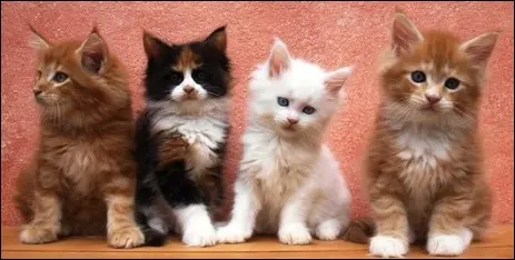 Main Coon Katze, Kater, bunt, rot dreifarbig, weiß, amerikanische Waldkatzen, Katzenkinder