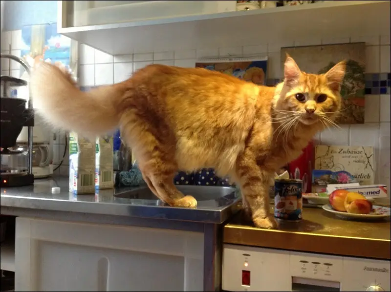 Katze auf Futtersuche nach Büchsenfutter, ein roter Main Coon Kater