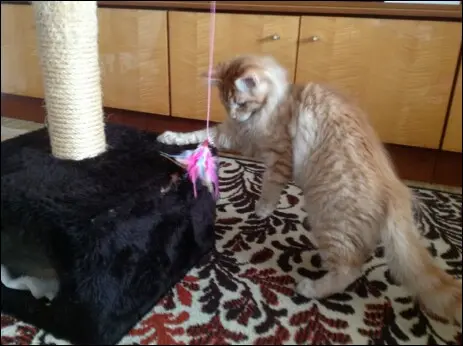 Nordamerikanischer Waldkater, Roter Junger Kater Kimba beim Spielen